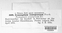 Tympanis conspersa image